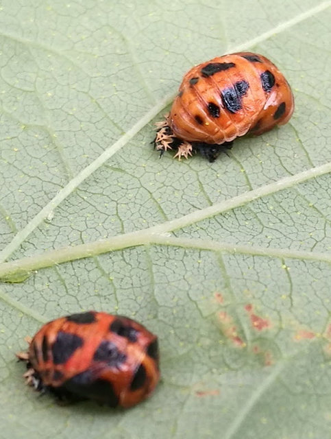 Käfer am Hopfen
