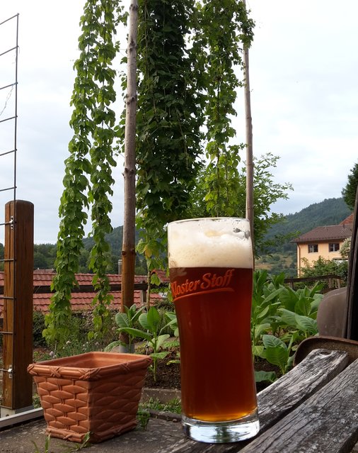 Biergenuss im Hopfengarten.jpg