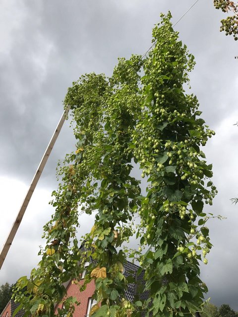 Cascade