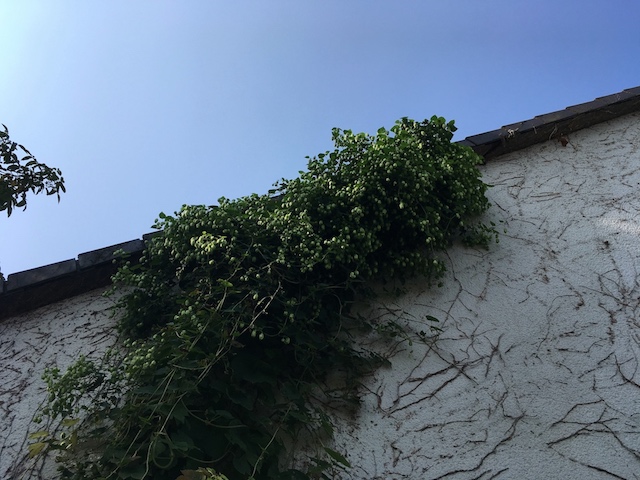 Hopfen vor der Ernte