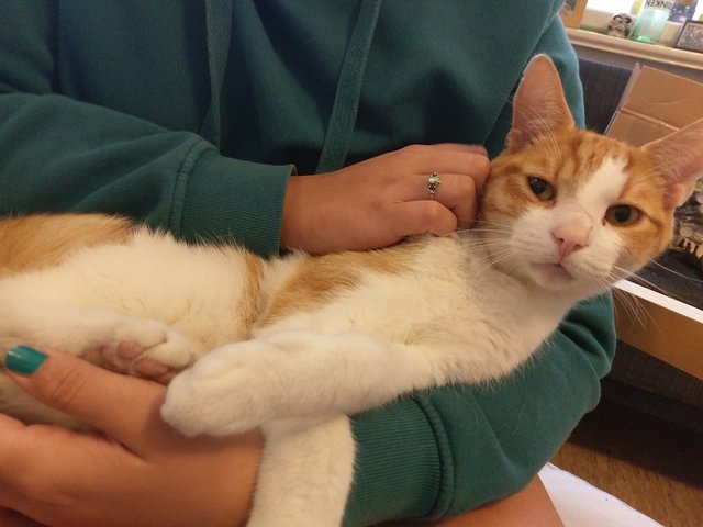 IMAG2190.jpg (183.78 KiB) 4595 mal betrachtet Zwischendurch möchte der Kater gern etwas Aufmerksamkeit und Streicheleinheiten haben