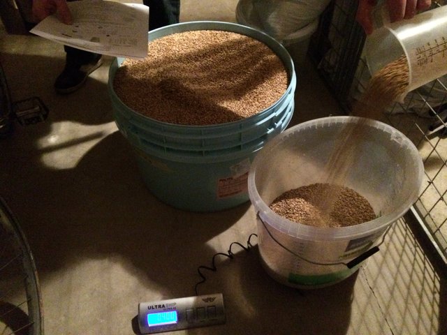 IMG_4734.JPG (1.4 MiB) 7549 mal betrachtet Im Keller wird das Malz abgewogen und wieder nach oben gebuckelt.