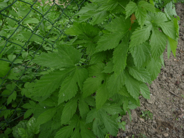 P1030265.JPG
