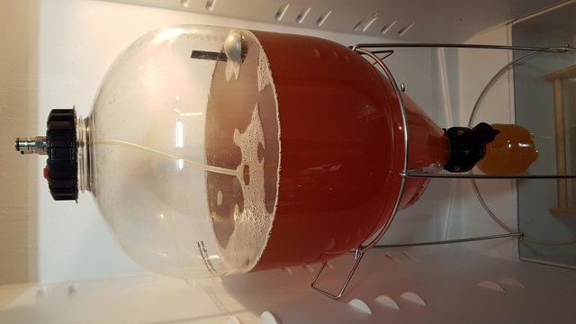 Absinkende Hefe sammelt sich in der unteren Flasche