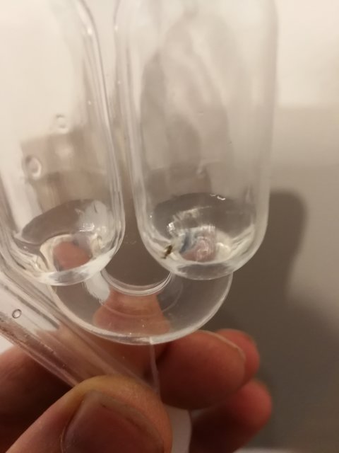 Wie die es nur in den Kühlschrank geschafft hat?
