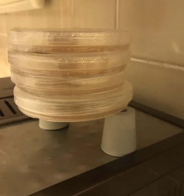 IMG_2826.jpg (1.21 MiB) 11175 mal betrachtet Präzisions-Inkubator :-)