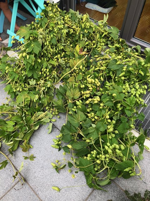 IMG_8903.jpg (672.04 KiB) 3204 mal betrachtet Frisch geerntet