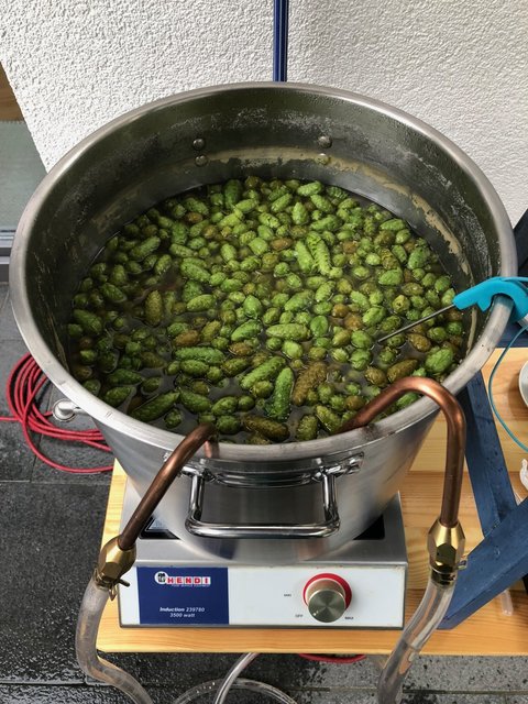 Ca. 800g frischer Hopfen im Whirlpool