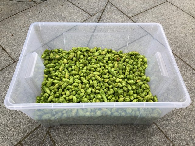 IMG_8906.jpg (566.25 KiB) 3204 mal betrachtet Ca. 1,8 Kg Dolden Cascade