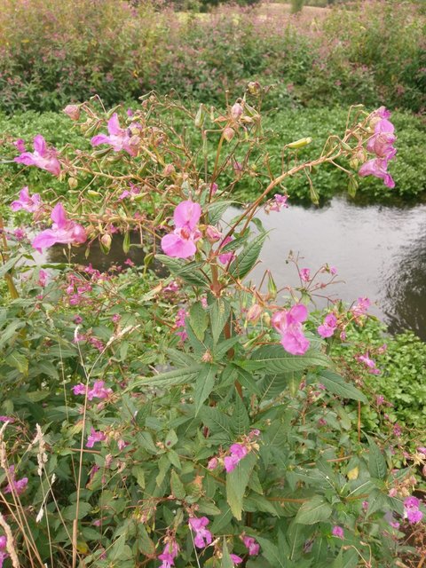 IMAG4316.jpg