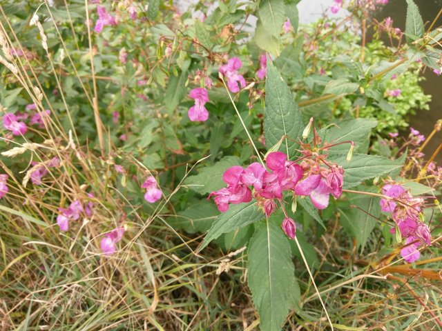 IMAG4317.jpg
