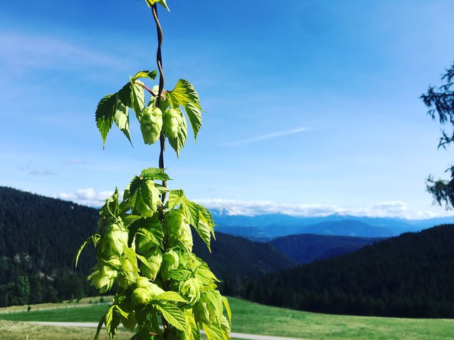 Hopfen Berg.JPG