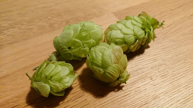 Hopfen1.jpg