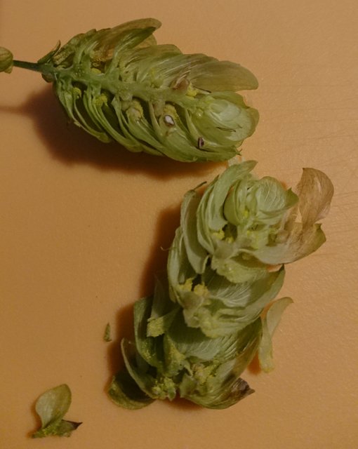 Hopfen2.jpg