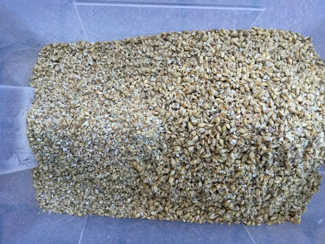 2018-11-09 16-38 Uhr (IMG_0907).jpg (2.84 MiB) 11625 mal betrachtet geschrotetes Malz: links trocken, rechts mit 1% Wasser konditioniert