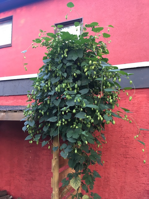 Hopfen 2018