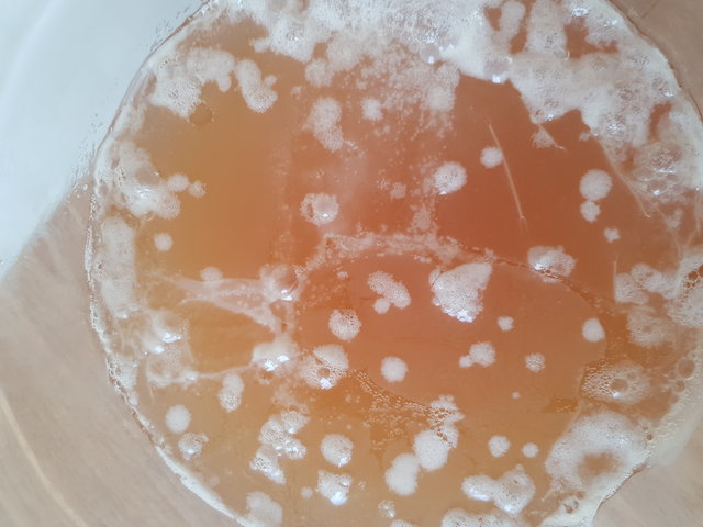 Der Brett Starter inkl. noch junger Pellicle