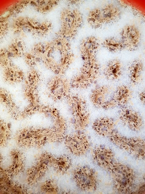 20190225_130436-1512x2016-1512x2016.jpg (996.38 KiB) 13185 mal betrachtet 1 Woche nach Zugabe des Starters