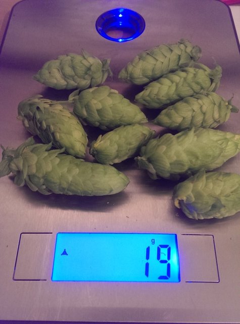 die Hopfengabe wurde mit etwas frischem Hopfen aus eigener Ernte ergänzt