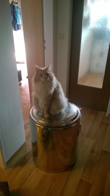 Die Brauereikatze ist auch schon bereit, die Aufgabe das Malz zu bewachen ist ihr aber nicht so wichtig. Sie frisst es lieber... Ach ja und drunter der &quot;neue&quot; 80l Thermoport. Hab ich auf eBay billig gesteigert, laut des Geruches waren da davor Würstchen drinn :D.