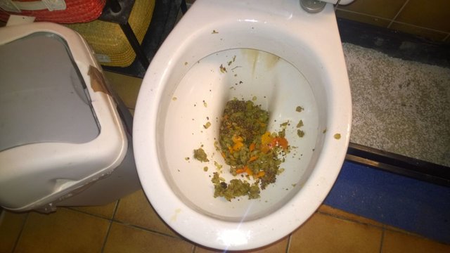 Hier sieht man was vom Wit über geblieben ist. Ich hab das nicht ins Klo geschüttet, dass war einer meiner Baukollegen. Das Foto hingegebn habe ich gemacht. Das war das 2. mal aufkochen, als erstes wurde das Lambic gekocht und als letztes das Wit ohne Gewürze (Nennt sich das dann auch Wit weil ja immernoch mit Rohfrucht?) Das ganze wurde mit einem Handpressbeutel gefiltert, fürs nächste mal muss ich mir unbedingt einen Sputnik oder ein feines Edelstahlsieb kaufen.