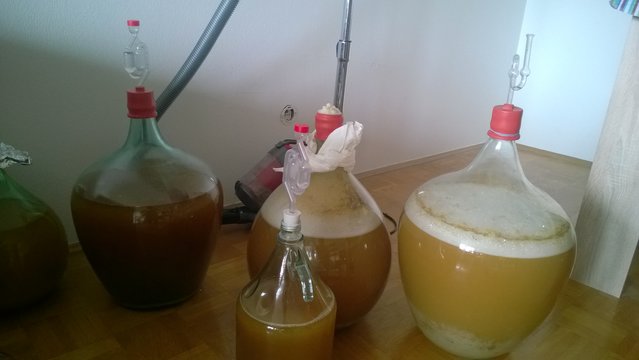 So sieht das ganze Gärend aus, sind sie nicht schön. Das Lambic gährt ein gutes Stück von den anderen Weg, wurden nur für das Foto nebeneinander gestellt. Am besten wäre eigentlich wenn ich das ganz wo anders hinstelle also gar nicht in der selben Wohnung oder? Selbst die 5l mit der gefangenen Hefe haben nach nichtmal 24h das gären angefangen und in dem Aufzuchtbehälter war eigentlich noch tote Hose als ich das rein gekippt hab. Das Wit hat nach 8h schon gegärt wie Hölle wie man auf dem Bild sieht, hab vorsichtshalber mal den Gärspund entfert, dass ganze war dann aber nach 3 4 Stunden schon wieder vorbei. Die forbidden Fruit hat sich wohl wohlgefühlt.