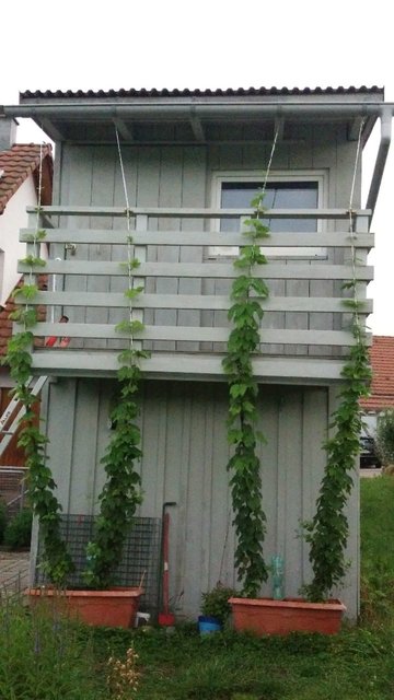 Hopfen2019.jpg