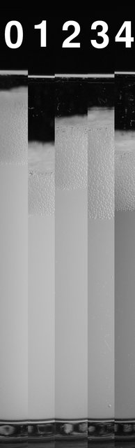 stripesbw_v001.jpg