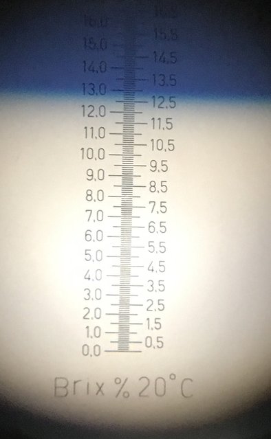 Stammwürze auf den Punkt bei 12,8.