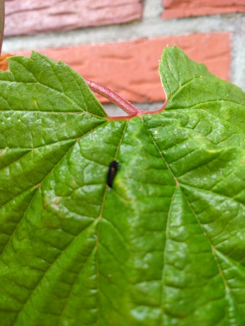 IMG_20190711_080203856.jpg