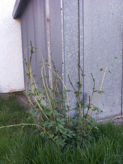 IMG-20150421-WA0007.jpg