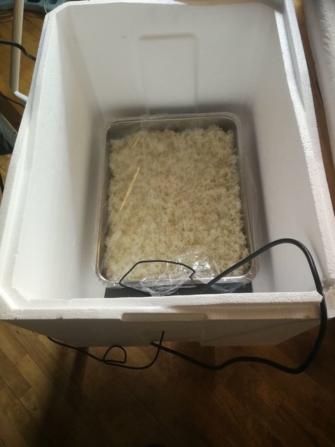 Koji1.jpg