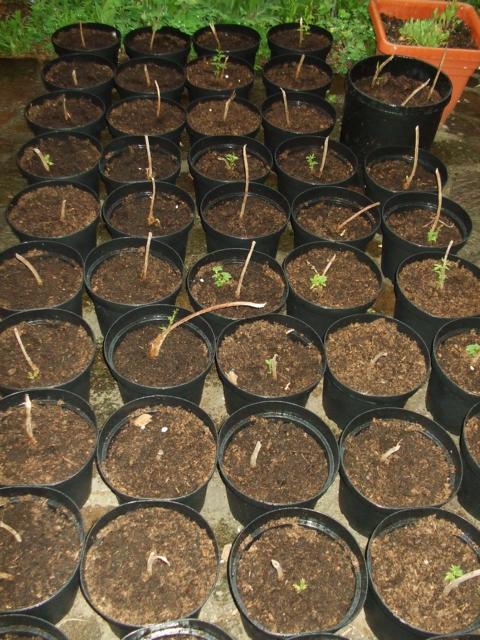 K640_hopfenletzterapril1.JPG
