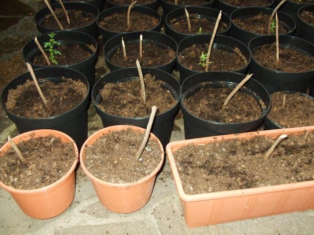 K640_hopfenletzterapril2.JPG