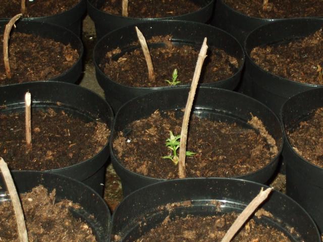 K640_hopfenletzterapril3.JPG