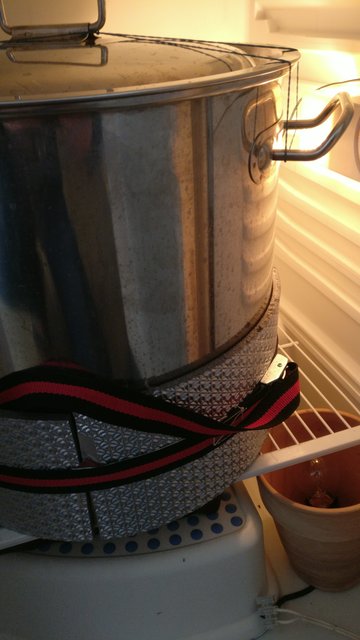Die vorerst letzte Station im Kühlschrank. Man beachte die Hightech-Heizung (40W) unten rechts.