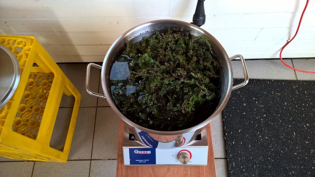 Heute ging es dann los mit dem Brauen. Zunächst wurde der Wacholder gewissenhaft gesäubert, eventuelles Hundepipi abgespült und dann bei 80°C-85°C ca 20 Minuten ziehen gelassen. Was soll ich sagen - zunächst roch es eher nach warmen Waldboden, vor Begeisterung umgefallen bin ich zunächst nicht.