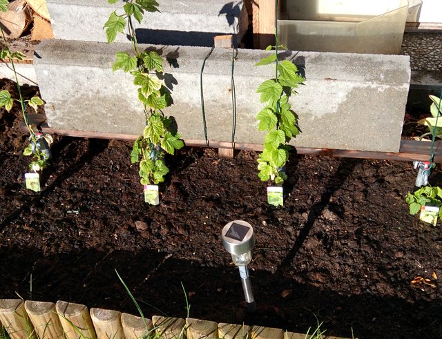 Hopfen 2015.jpg