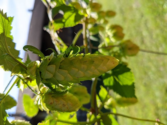 IMG_20200910_114314.jpg