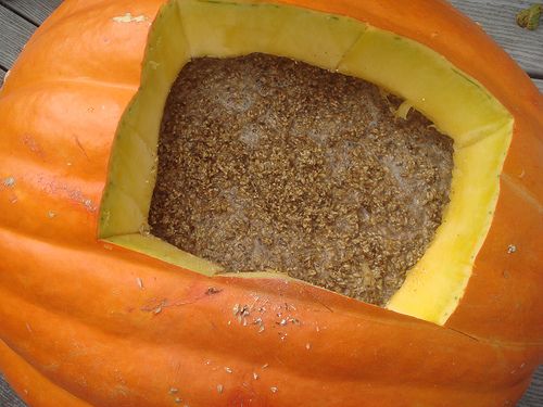 How to brew in a pumpkin.jpg