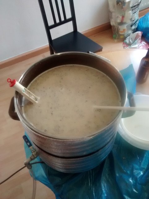 Gerade eingemaischt