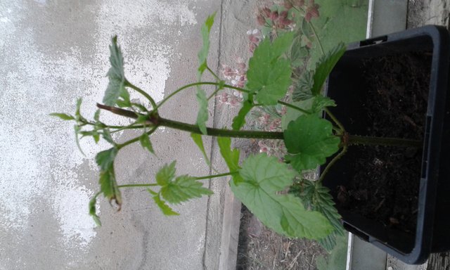 20150519_185555.jpg