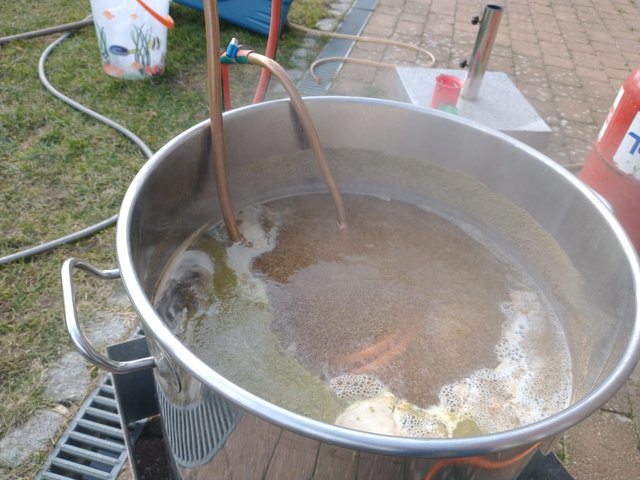 Vorletzte Hopfengabe 20g Diamant für 10 Minuten und Kühlspirale abkochen.