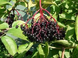 Holunderbeeren.jpg