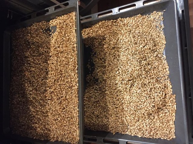 1 kg Getreide auf 2 Blechen