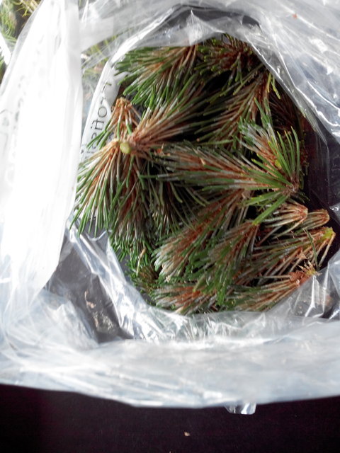 IMG_20150608_183333.jpg (982.07 KiB) 9085 mal betrachtet Kieferntriebe