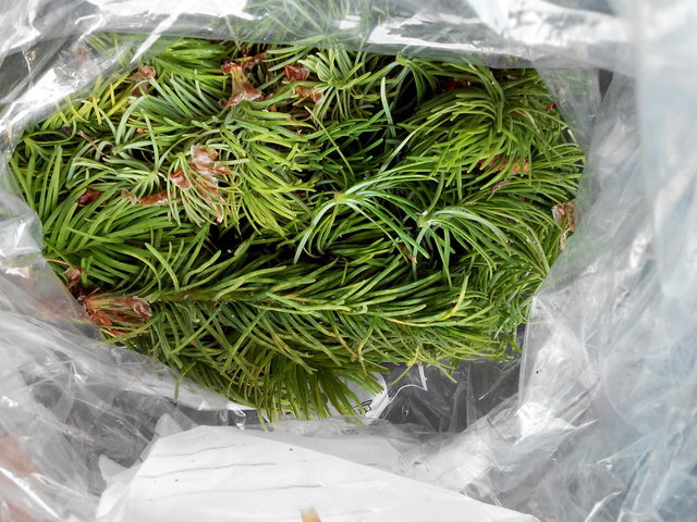 IMG_20150608_183355.jpg (1.31 MiB) 9085 mal betrachtet Tannentriebe