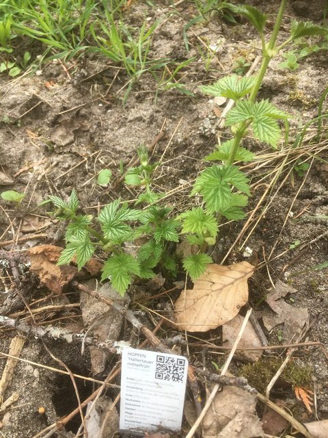 2021-04-14_14h35m19s_Hallertauer_Mittelfrüh_001.JPG (272.65 KiB) 6337 mal betrachtet Mitte April frisch gepflanzt.