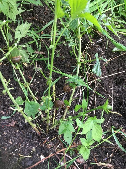 2021-05-20_20h11m59s_HallMf_001.JPG (301.69 KiB) 6337 mal betrachtet Mitte Mai ein Fressen für die Schnecken.