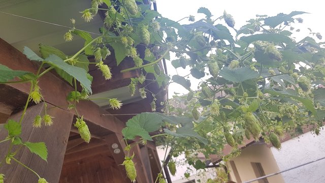 20210806_125635.jpg